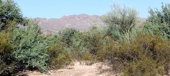 IMG_20240723_075340649.jpg