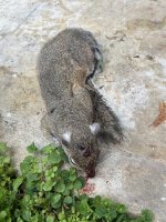 IMG_3474.jpeg