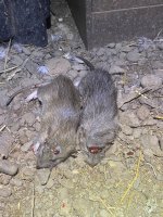 IMG_0300.jpeg