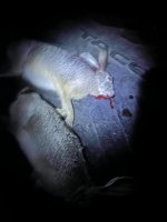 IMG_6115.jpeg