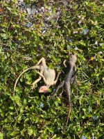 IMG_3592.jpeg