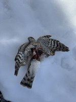 IMG_2199.JPEG