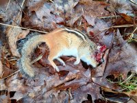 Male_04012025_LR.jpg