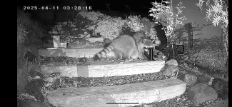 coon.png