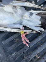 IMG_4542.jpeg