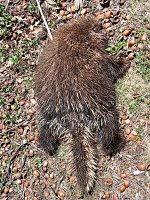Porky_04272025_lr.jpg