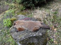 IMG_9752.jpeg