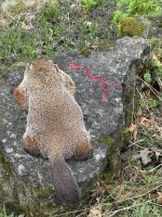 IMG_9755.jpeg