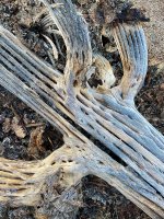 IMG_1755.jpeg