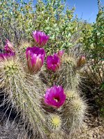 IMG_4831.jpeg