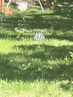IMG_1774.jpeg