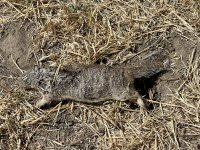 IMG_2776.jpeg