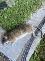 IMG_2166.jpeg