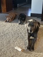 IMG_3376.jpeg