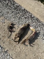IMG_6590.jpeg