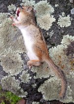 Male_06182025.jpg