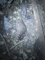IMG_2861.jpeg
