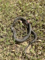 IMG_3386.jpeg