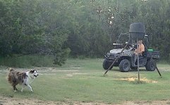 Show dog working.jpg