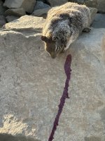 IMG_7496.jpeg