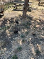 IMG_6749.jpeg