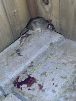 IMG_2942.jpeg