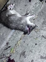 IMG_2943.jpeg