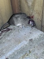 IMG_2940.jpeg