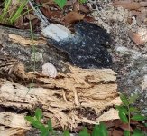 rottedroost2.jpg