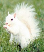 betterwhitesquirrel.jpg.fe9d42c7.jpg
