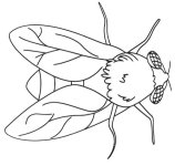 fly.jpg