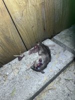 IMG_2968.jpeg