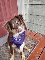 MiniAussie.jpg