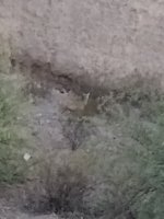 IMG_20250731_051819331.jpg
