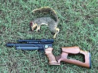 GK1 squirrel.jpg
