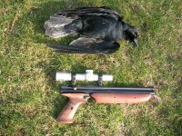1322crow002[1].jpg