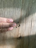 IMG_7305.jpeg