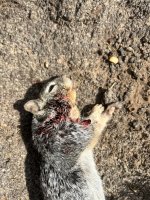 IMG_7233.jpeg