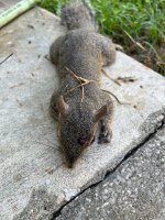 IMG_7786.jpeg