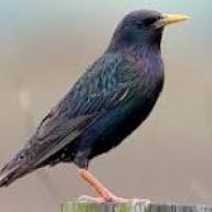 cahil_2