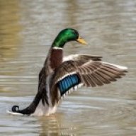 Aducknut