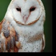 MYSBarnOwl
