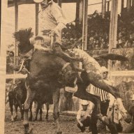 bronc