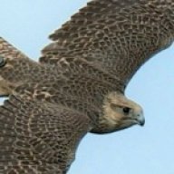 Winged