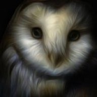 slim-barn-owl