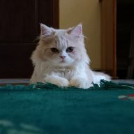 Febri