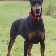 HajjitheDoberman