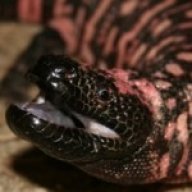 Draco1