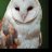 MYSBarnOwl